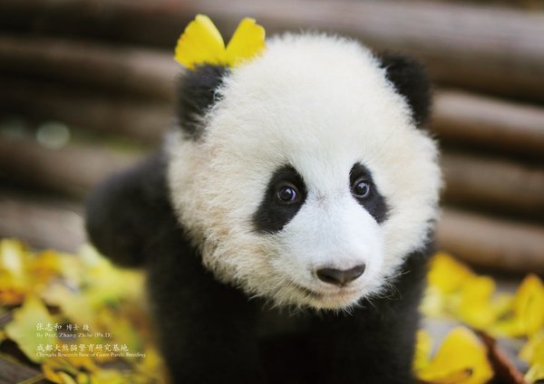 Sichuan Airlines Adopts Baby Panda to Spread "Panda Culture," Promote New International Routes