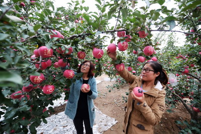 Gansu Pingliang seeks green growth via tourism, apples, cattle