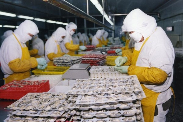 Shandong's Rushan Leveraging Its 10 Billion-Dollar Oyster Industry