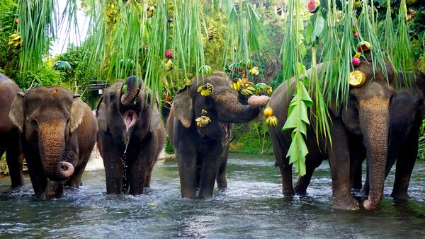 Bali Zoo Celebrates World Elephant Day as a Dedication to the Biggest Land Mammals in Indonesia