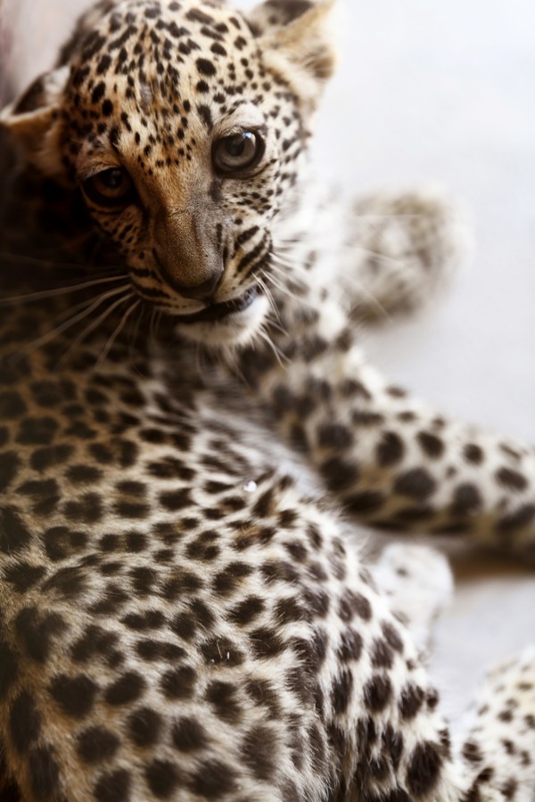 Birth of rare Arabian Leopard cub marks significant milestone in saving a critically endangered species