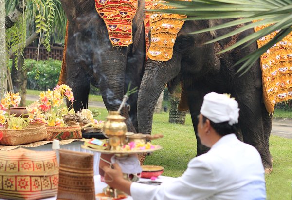 Bali Zoo Celebrated Tumpek Kandang Ritual for all its Resident Faunas