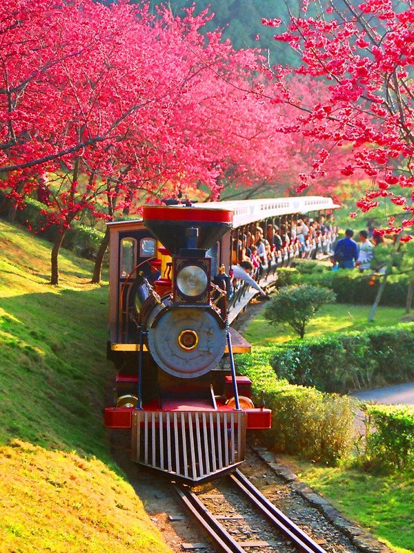 Taiwan Tourism Bureau Shares the Best Locations for Taiwan's Pink Cherry Blossom Season