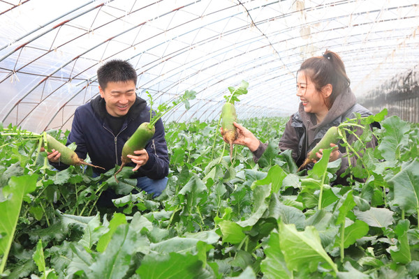 North China's Tianjin Shawo Fruit Radish Celebrates Harvesting Season