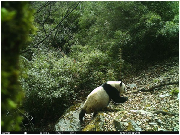 CRI Online: Wild Giant Pandas in Sichuan Photographed 15 Times in 44 Days