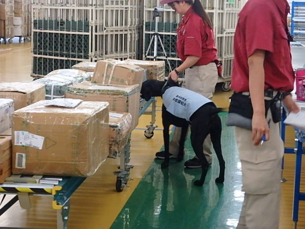 Japan's Animal Quarantine Service to strengthen inspections of hand-luggage