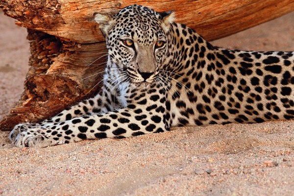 Inaugural Arabian Leopard Day kicks off across the region and shines a spotlight on saving the species