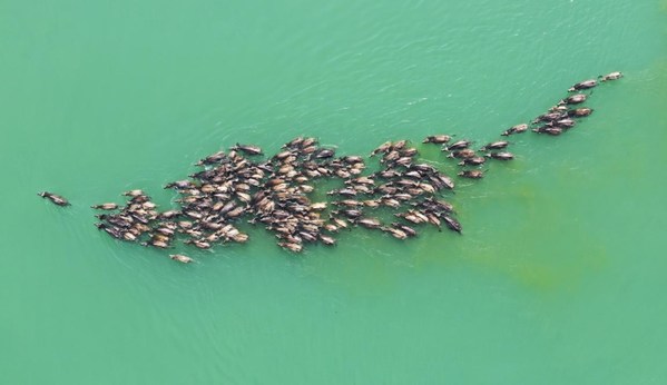 Ecological wonder and ancient town draw tourists to Peng'an county, Sichuan