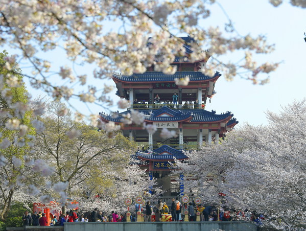 Cherry Blossoms in Wuxi: A city messenger that will last forever