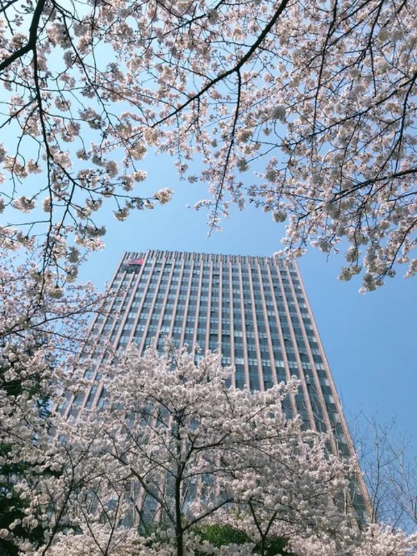 Tickled pink: Agoda's guide to experiencing spring blossoms 2021