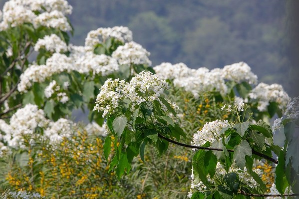 Tianzhu Mountain Tung Flower Festival 2021 (Xiamen Haicang) gets underway