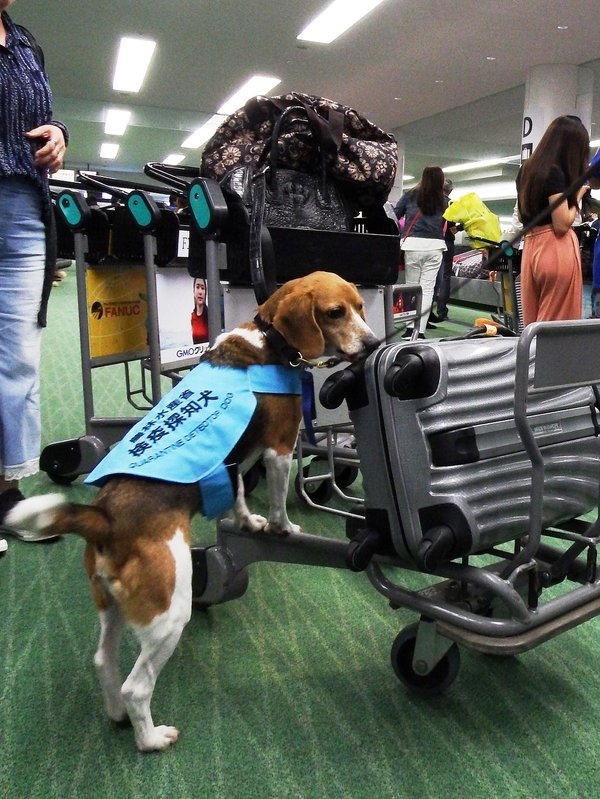 Japan's Animal Quarantine Service to strengthen inspections of hand-luggage