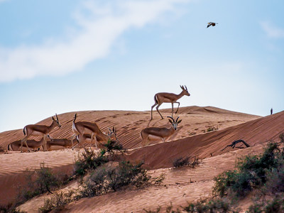 The Ritz-Carlton Ras Al Khaimah, Al Wadi Desert, Where Luxury and Nature Unite, Welcomes 80 New Gazelles as Part of Eco-Tourism Pledge