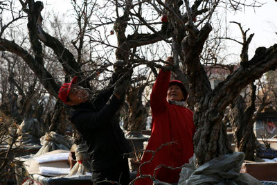 Zaozhuang in Shandong Province Makes Good Progress in the Development of Its Beautiful Countryside