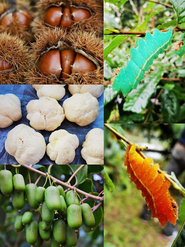 Fengcheng cuisine attracts attention in Northeast Asia Popular Cuisine Culture Exchange Week