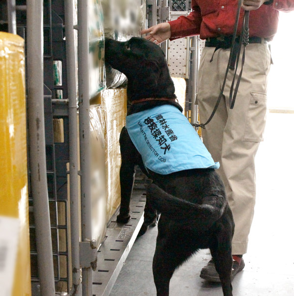 Multiple Arrests Made on Suspicion of Importing Livestock Products into Japan by International Parcels