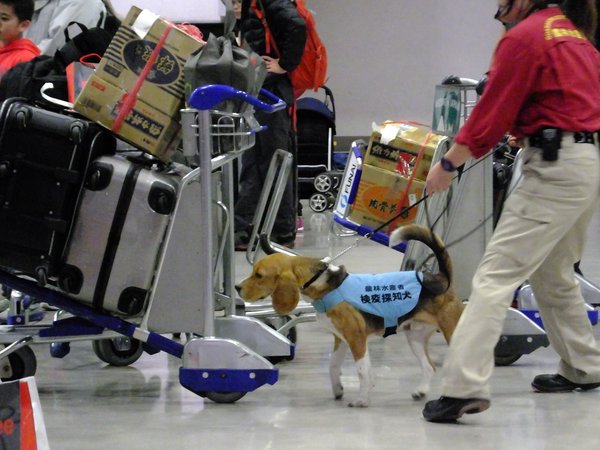 Japan's Animal Quarantine Service to strengthen inspections of hand-luggage