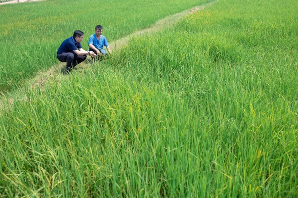 Dusit Hotels and Resorts becomes first hotel chain in Thailand to offer 100% organic rice at its properties throughout the country