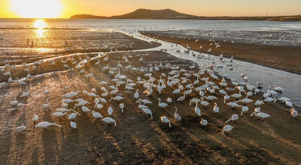 Best season for enjoying whooper swans arrives in Weihai