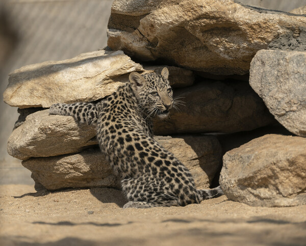 Royal Commission for AlUla, Saudi Arabia: ARABIAN LEOPARD DAY LIGHTS UP THE UK & US TO BUILD SUPPORT FOR SAVING A CRITICALLY ENDANGERED SPECIES