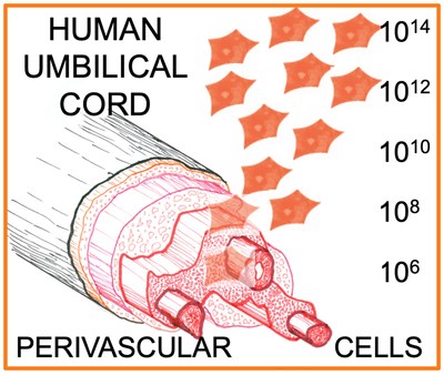 Tissue Regeneration Therapeutics and RoosterBio Inc. Form Strategic Alliance to Commercialize Umbilical Cord Tissue Cell Technology