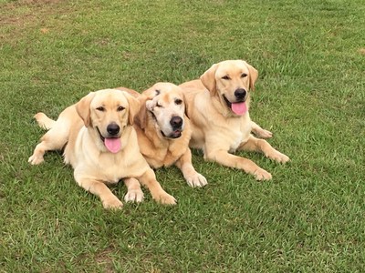 Man Who Cloned His Dying Service Dog in Seoul Returns to Bare "His Soul"