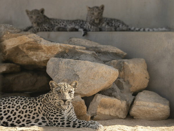 Royal Commission for AlUla, Saudi Arabia: ARABIAN LEOPARD DAY LIGHTS UP THE UK & US TO BUILD SUPPORT FOR SAVING A CRITICALLY ENDANGERED SPECIES