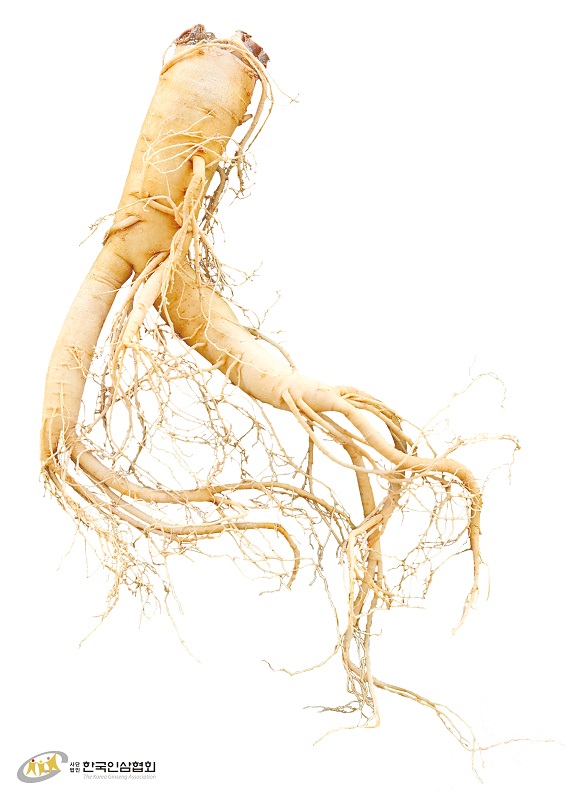 The Korea Ginseng Association announces evidence for Korean Ginseng's effects on improving bone health