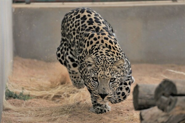 Royal Commission for AlUla, Saudi Arabia: ARABIAN LEOPARD DAY LIGHTS UP THE UK & US TO BUILD SUPPORT FOR SAVING A CRITICALLY ENDANGERED SPECIES