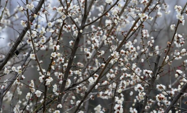 Xinhua Silk Road: Plum blossoms in full bloom in E. China's Shandong Zaozhuang