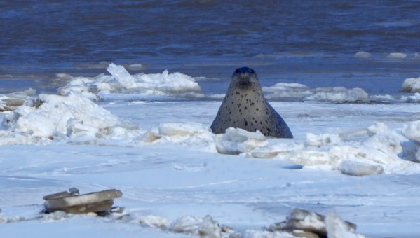 Photographer captures the first parting of a harbor seal pup from its mother, known as the "Pandas of the Sea"