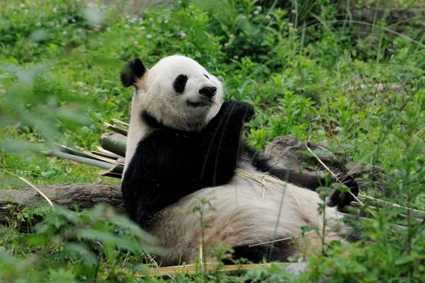 Dujiangyan flourishes as a model for ecological civilization