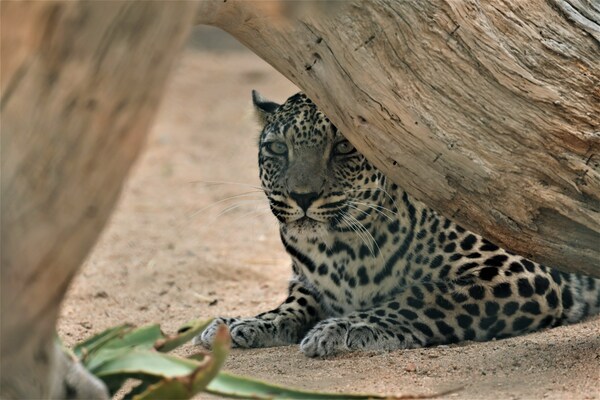 Royal Commission for AlUla, Saudi Arabia: ARABIAN LEOPARD DAY LIGHTS UP THE UK & US TO BUILD SUPPORT FOR SAVING A CRITICALLY ENDANGERED SPECIES