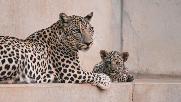 ROYAL COMMISSION FOR ALULA WELCOMES TWO ARABIAN LEOPARD CUBS