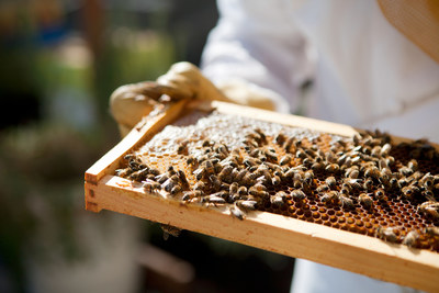 Fairmont Hotels & Resorts Maximizes its Global Occupancy and Welcomes Over 2 Million Well-Travelled Honeybees at its Properties Worldwide