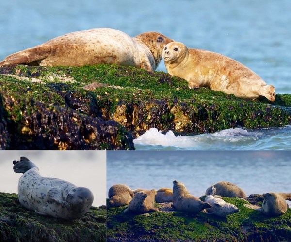 Photographer captures the first parting of a harbor seal pup from its mother, known as the "Pandas of the Sea"