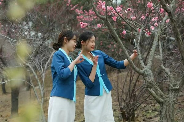 The 23rd China Qingdao Plum Blossom Festival kicks off in Licang, Qingdao