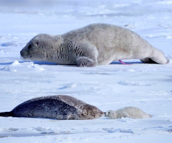 Photographer captures the first parting of a harbor seal pup from its mother, known as the "Pandas of the Sea"