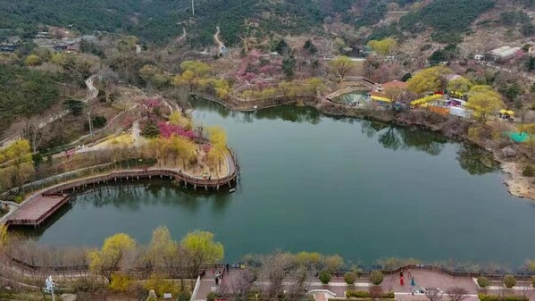 The 23rd China Qingdao Plum Blossom Festival kicks off in Licang, Qingdao