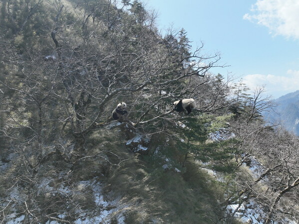 Tangjiahe National Nature Reserve: Random Encounter of Wild Giant Pandas "Courting" from Treetop