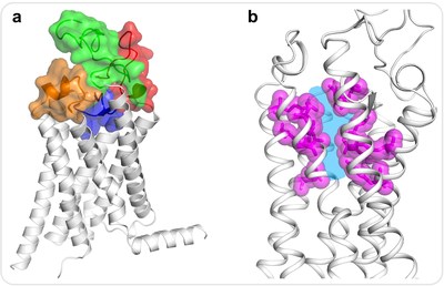 iHuman Team at ShanghaiTech University Deciphers the First Human Frizzled Receptor Structure