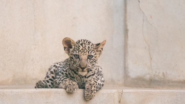 ROYAL COMMISSION FOR ALULA WELCOMES TWO ARABIAN LEOPARD CUBS