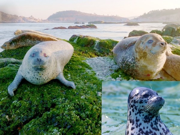 Photographer captures the first parting of a harbor seal pup from its mother, known as the "Pandas of the Sea"