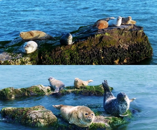 Photographer captures the first parting of a harbor seal pup from its mother, known as the "Pandas of the Sea"