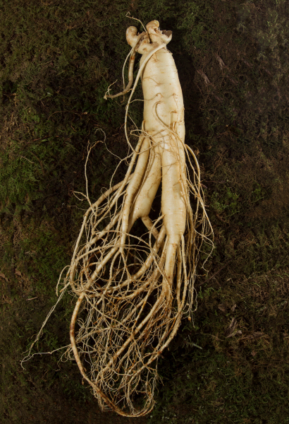 Korean Ginseng's quality certified by The Korea Ginseng Association through comparative research