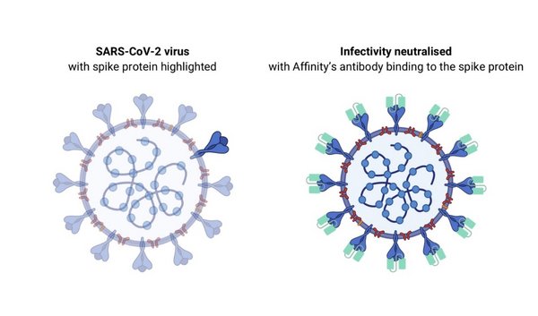 Affinity discovers potent SARS-CoV-2 antibodies