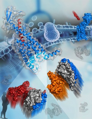 Glucagon Receptor Structures Reveal G protein Specificity Mechanism