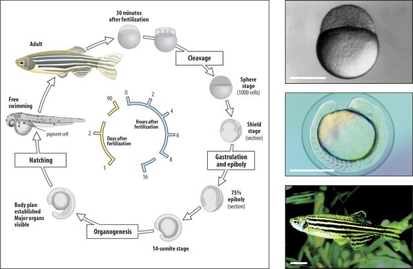 "White Mouse in Water" - Infinitus Develops New Technology of Using Zebrafish for Health Products Screening