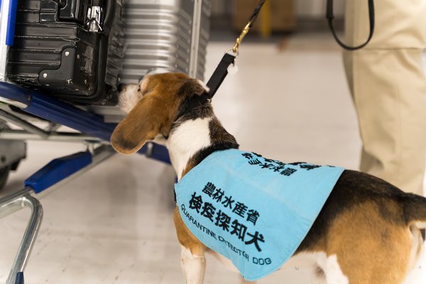 Animal Quarantine Service of Japan taking action over the possible introduction of ASF in the lead-up to the Chinese Lunar New Year