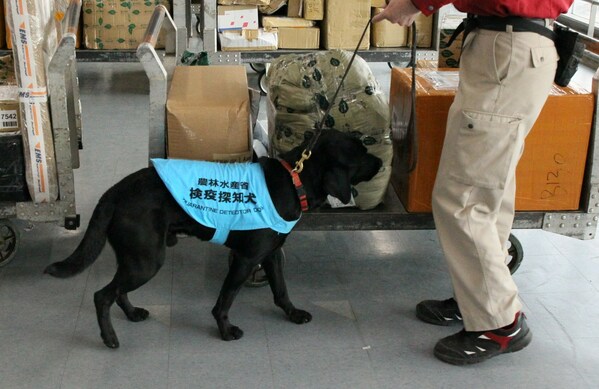 Foreign national arrested on suspicion of illegally importing livestock products into Japan using international mail